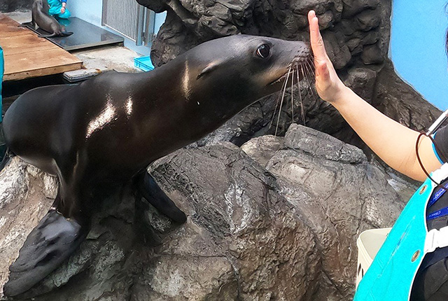 海遊館のカリフォルニアアシカ（大阪府／大阪市）