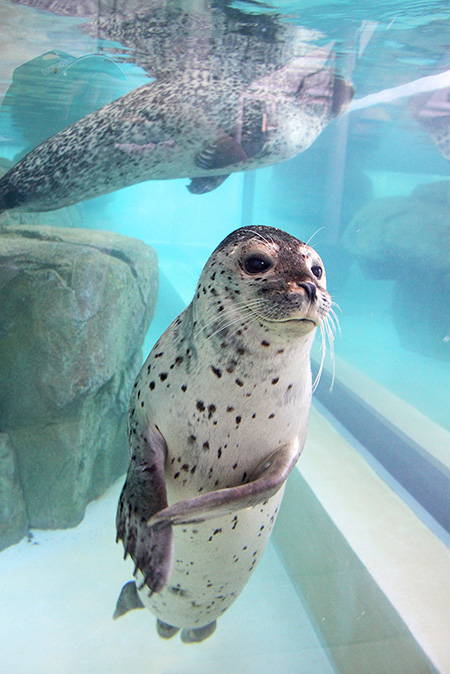 ゴマフアザラシの“あずき”/城崎マリンワールド（兵庫県／豊岡市）