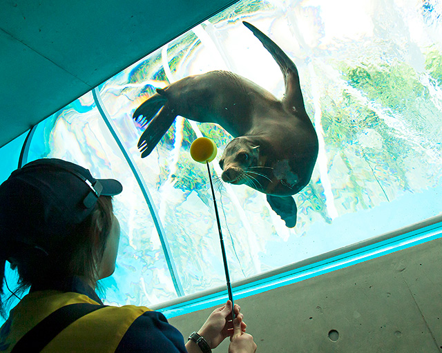 カリフォルニアアシカ/城崎マリンワールド（兵庫県／豊岡市）