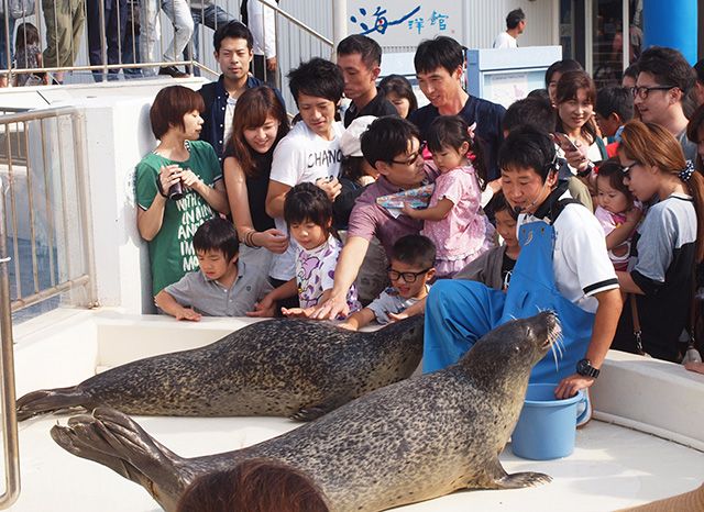 アザラシのふれあいタイムの様子/越前松島水族館（福井県／坂井市）
