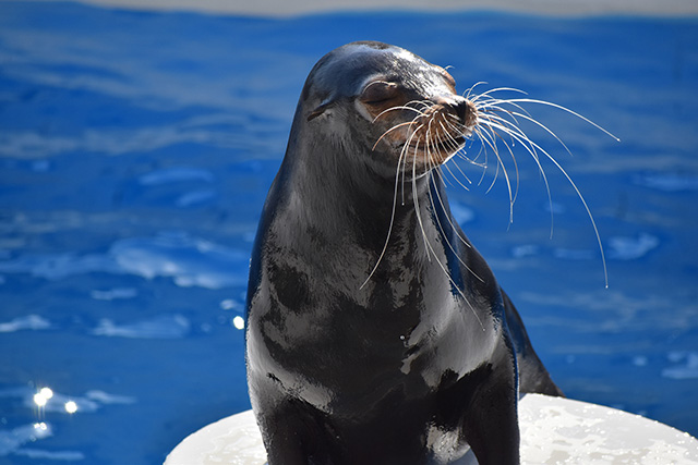 鴨川シーワールドのアシカ（千葉県/鴨川市）