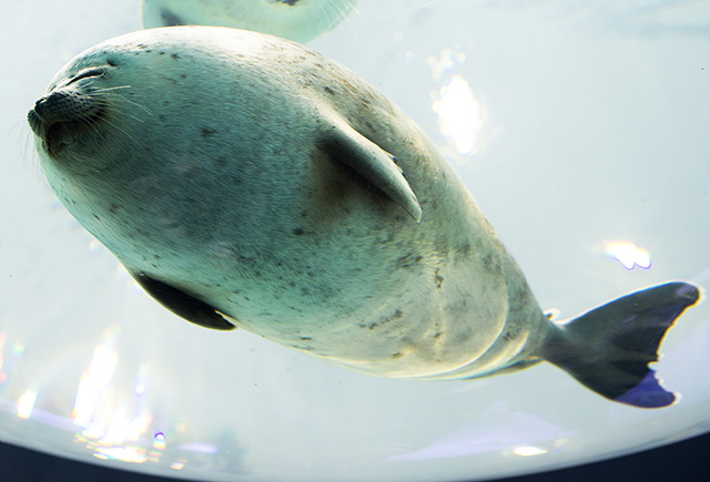 海遊館のワモンアザラシ（大阪府/大阪市）