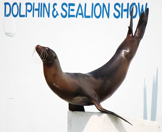 しながわ水族館のアシカ（東京都/品川区）