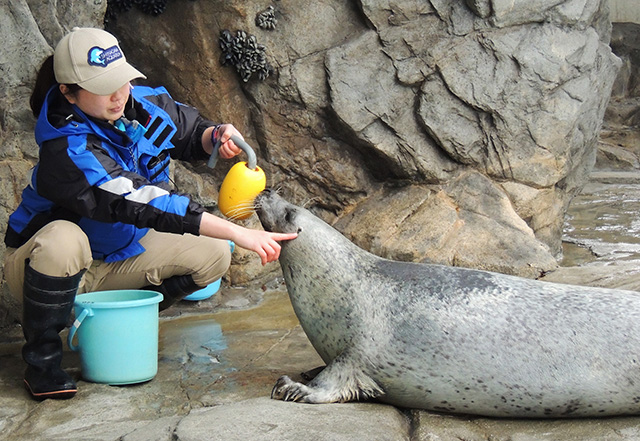鴨川シーワールドのアシカ（千葉県/鴨川市）