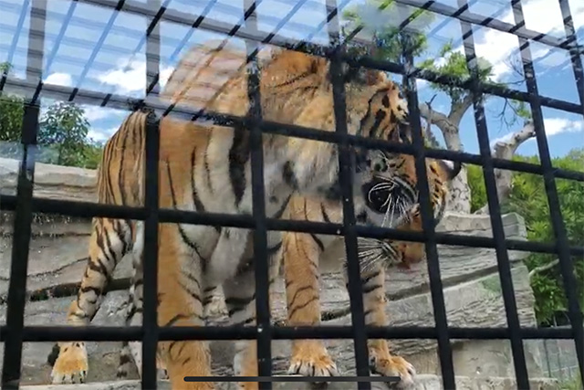 バスに近寄るトラ/姫路セントラルパーク(兵庫県/姫路市)