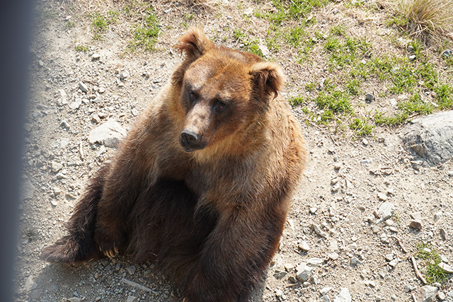 エゾヒグマの餌やり体験/姫路セントラルパーク(兵庫県/姫路市)