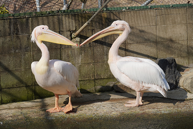 モモイロペリカン/姫路セントラルパーク(兵庫県/姫路市)