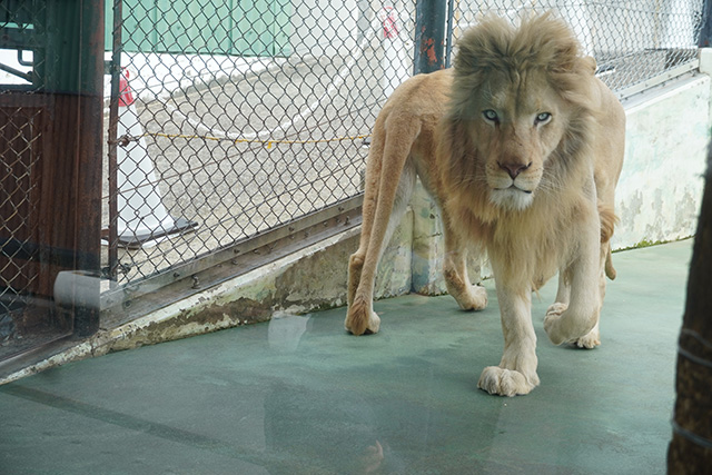 ガラス越しに間近で見れるライオン/姫路セントラルパーク(兵庫県/姫路市)