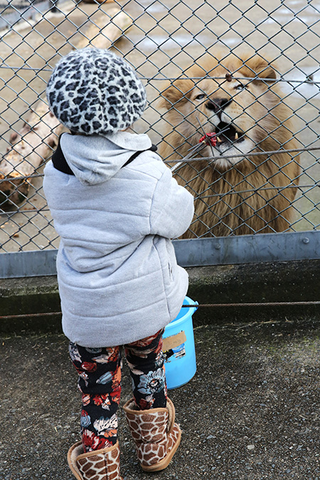 ライオンの餌やり体験/姫路セントラルパーク(兵庫県/姫路市)