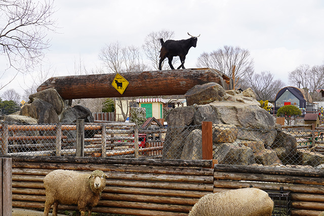 ヤギの橋渡り/姫路セントラルパーク(兵庫県/姫路市)
