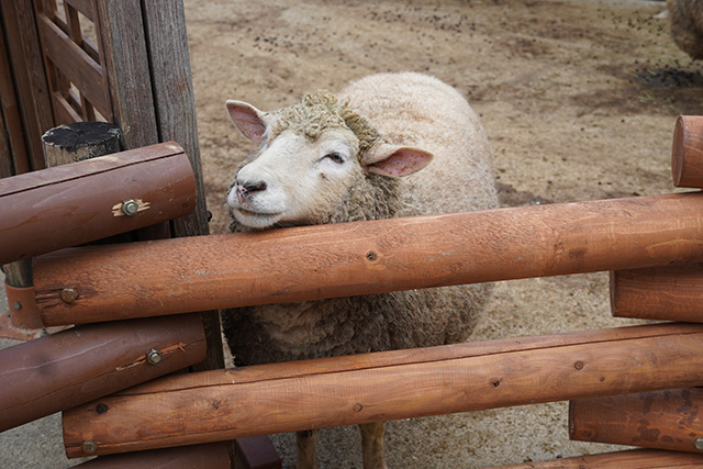 ヒツジ/姫路セントラルパーク(兵庫県/姫路市)