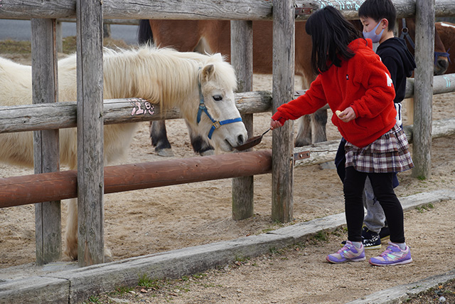 馬のエサやり体験/姫路セントラルパーク(兵庫県/姫路市)