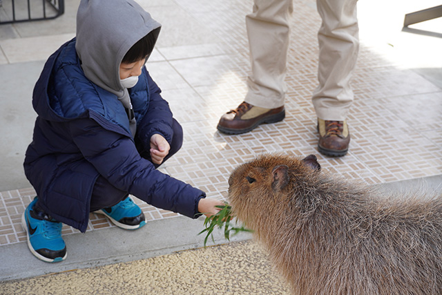 人なつこいカピバラ/姫路セントラルパーク(兵庫県/姫路市)