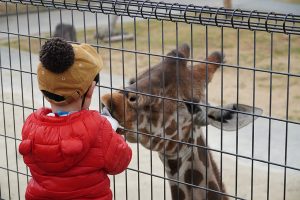 姫路セントラルパークのサファリを子連れで楽しもう！マイカーOK、餌やりも充実！