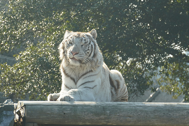 ホワイトタイガー/姫路セントラルパーク(兵庫県/姫路市)