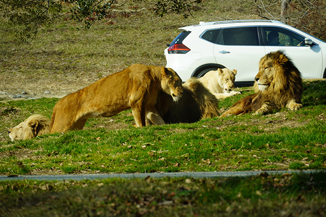 くつろぐライオン/姫路セントラルパーク（兵庫県/姫路市）