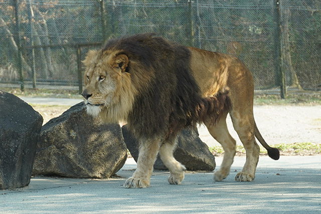 餌を求めるライオン/姫路セントラルパーク(兵庫県/姫路市)