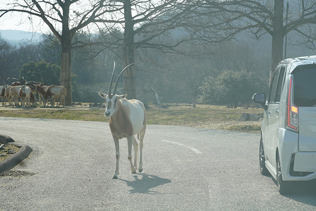 道路を横断するシロオリックス/姫路セントラルパーク(兵庫県/姫路市)