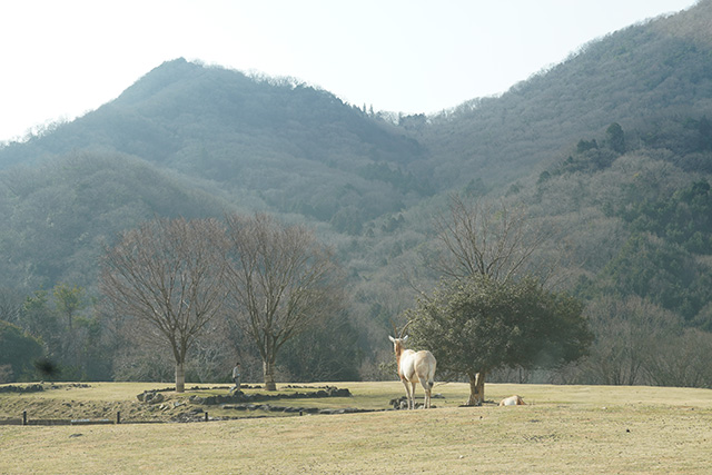 フェンスが見えないような構造に/姫路セントラルパーク(兵庫県/姫路市)