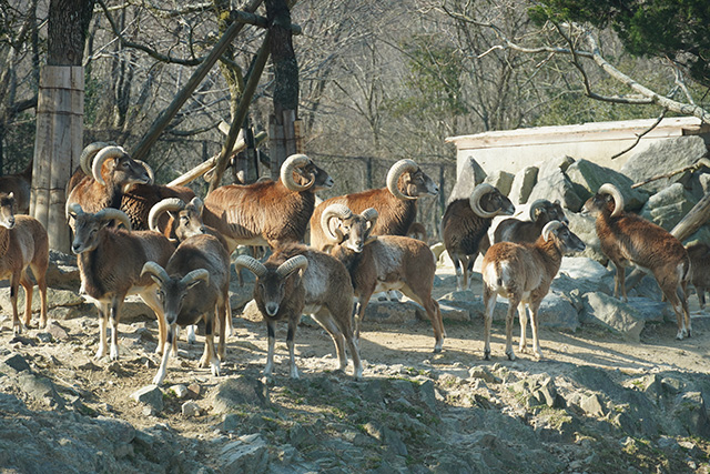 羊の原種、ムフロンの群れ/姫路セントラルパーク(兵庫県/姫路市)
