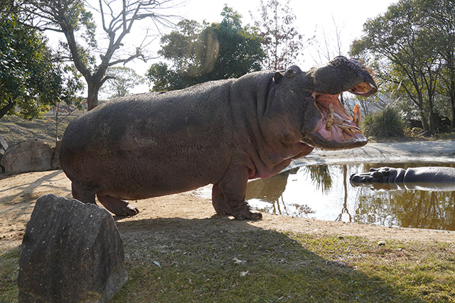 カバのウガンダ/姫路セントラルパーク(兵庫県/姫路市)