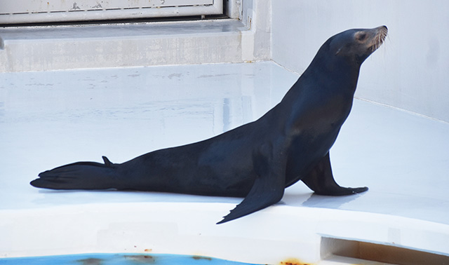 鴨川シーワールドのアシカパフォーマンス（千葉県/鴨川市）