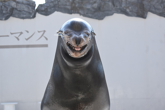 鴨川シーワールドの笑っているようなアシカ（千葉県/鴨川市）