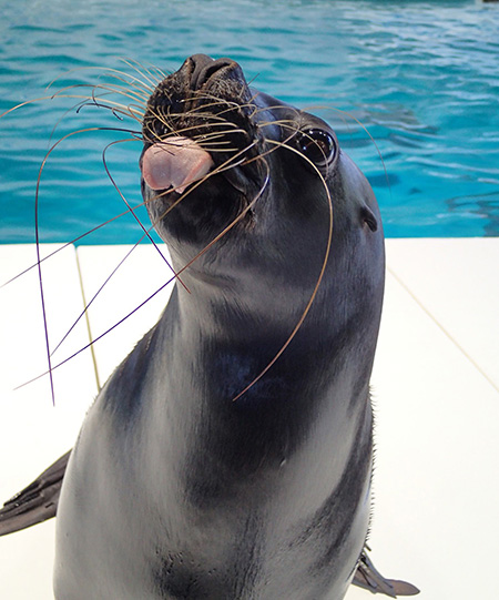 おたる水族館のオタリア（北海道／小樽市）