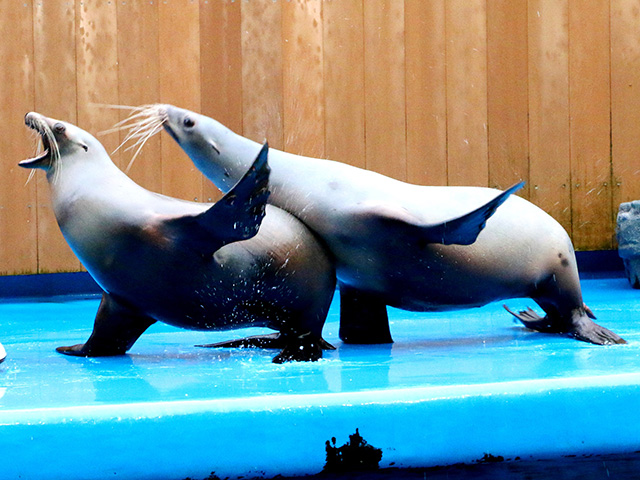 「STADIUM LIVE」でのカリフォルニアアシカ/仙台うみの杜水族館（宮城県／仙台市）