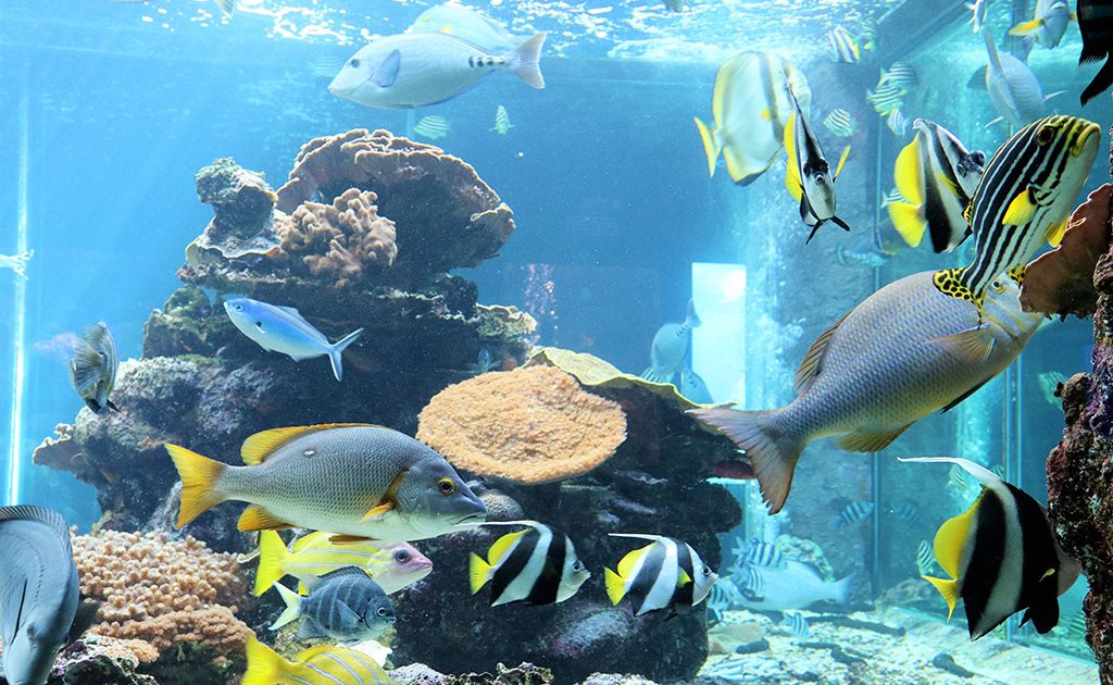 串本海中公園の見どころは？水族館でウミガメの赤ちゃんにタッチ！海中