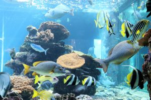 串本海中公園の見どころは？水族館でウミガメの赤ちゃんにタッチ！海中展望塔も必見