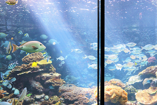 約100tの海水で満たされた大水槽/串本海中公園（和歌山県/串本町）