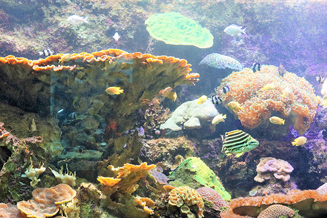 大きな切り株のようなサンゴ/串本海中公園（和歌山県/串本町）