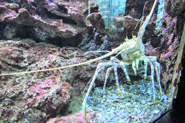 大きなエビ/串本海中公園（和歌山県/串本町）