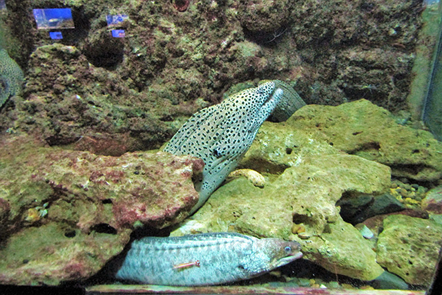 ウツボのお腹にくっつくエビ/串本海中公園（和歌山県/串本町）