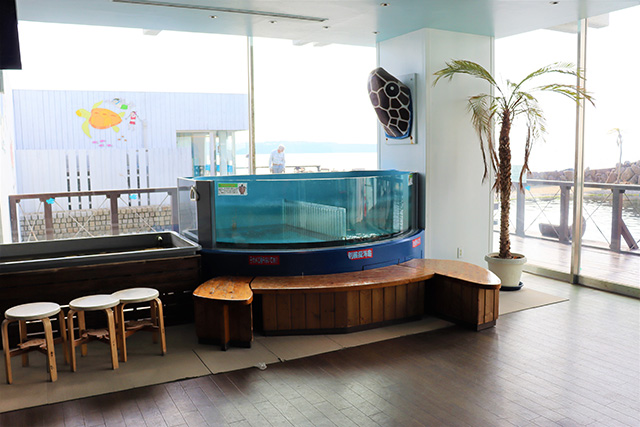 壁際のタッチングプール/串本海中公園（和歌山県/串本町）
