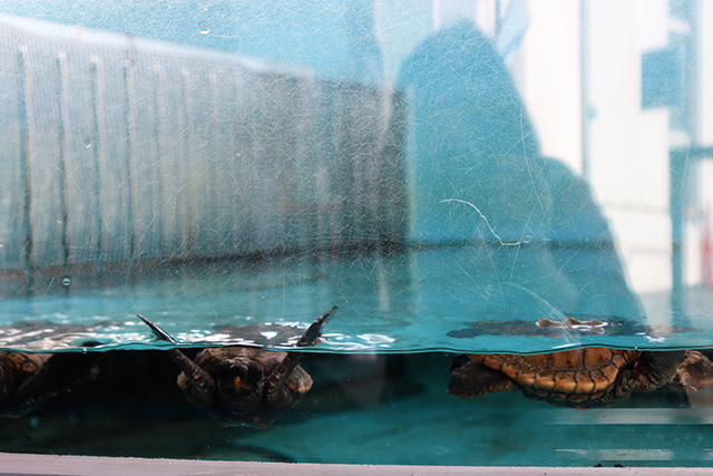 10cmほどのウミガメの赤ちゃん/串本海中公園（和歌山県/串本町）