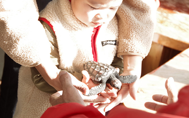 ウミガメの赤ちゃんにタッチ/串本海中公園（和歌山県/串本町）