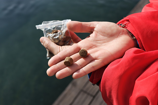 ウミガメの餌/串本海中公園（和歌山県/串本町）