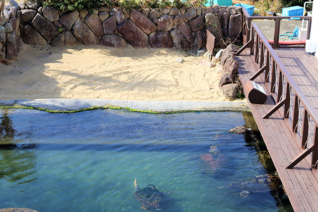 大きなウミガメプール/串本海中公園（和歌山県/串本町）