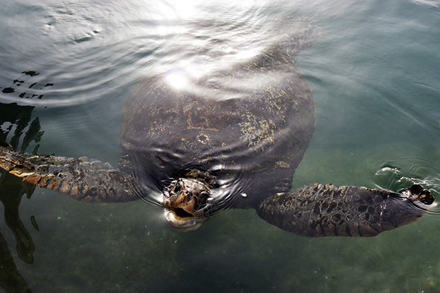 餌を食べたウミガメ/串本海中公園（和歌山県/串本町）