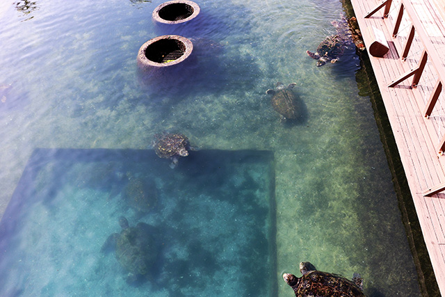 ウミガメプール/串本海中公園（和歌山県/串本町）