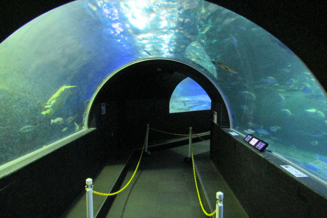 トンネル大水槽/串本海中公園（和歌山県/串本町）