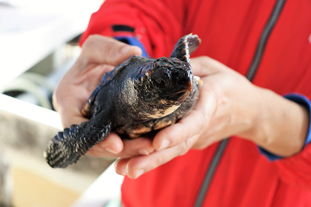 ウミガメの赤ちゃん/串本海中公園（和歌山県/串本町）