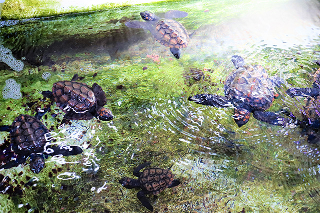 お昼寝中のウミガメの赤ちゃん/串本海中公園（和歌山県/串本町）