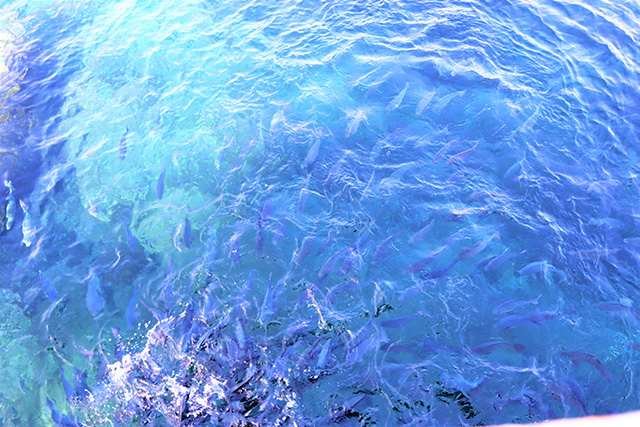 メジナの群れ/串本海中公園（和歌山県/串本町）