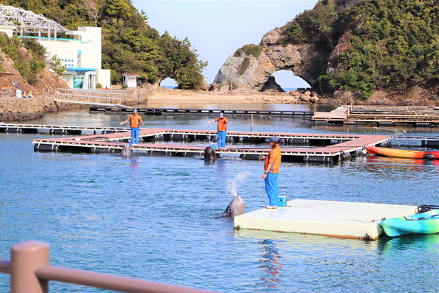 クジラショーの様子/太地町立くじらの博物館（和歌山県）