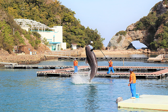 クジラショーの様子/太地町立くじらの博物館（和歌山県）
