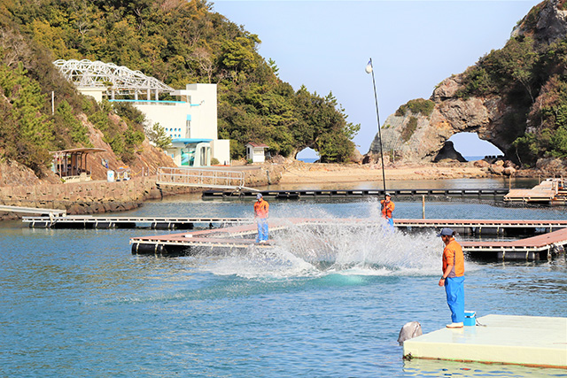 クジラショーの様子/太地町立くじらの博物館（和歌山県）