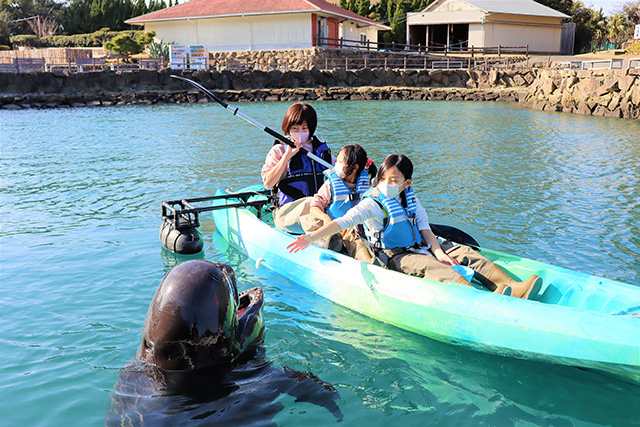 カヤックからクジラへエサやり/太地町立くじらの博物館（和歌山県）